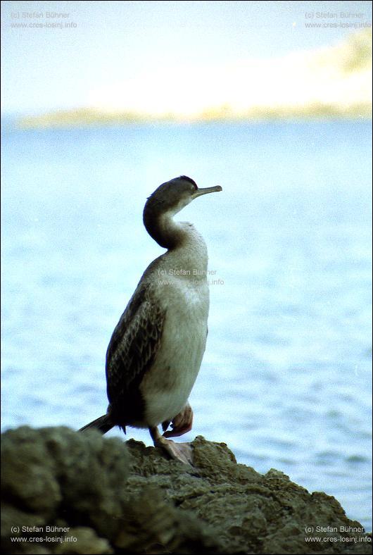 Kormoran in einer Bucht zwischen Veli Losinj und Mali Losinj