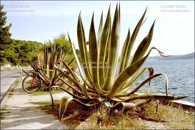 bl�hende Agaven in einer Bucht bei Veli Losinj